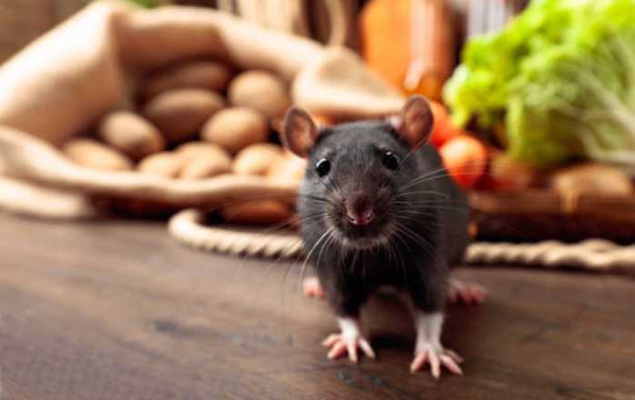 How to Get Rid of Mice in Your Home
